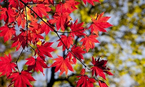 秋の季語『紅葉』