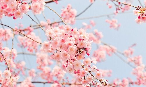 春の季語『桜』