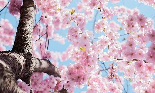 春の季語『花見（はなみ）』